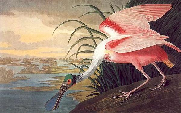 John James Audubon Roseate Spoonbill China oil painting art